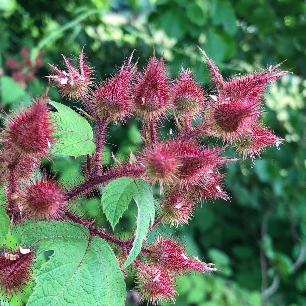 Why Bridging Appalachia?