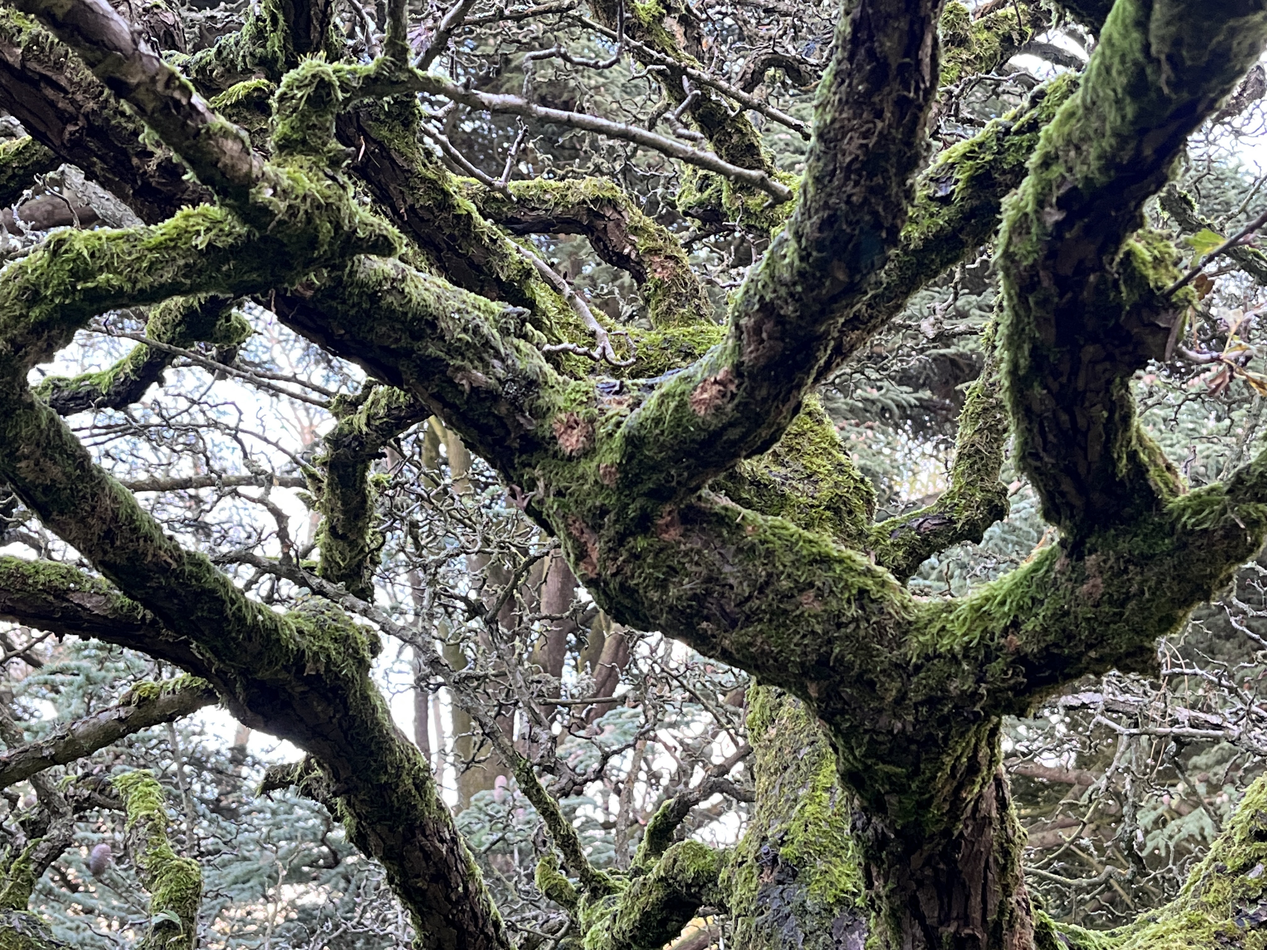 close up of hawthorn branches covered in moss
