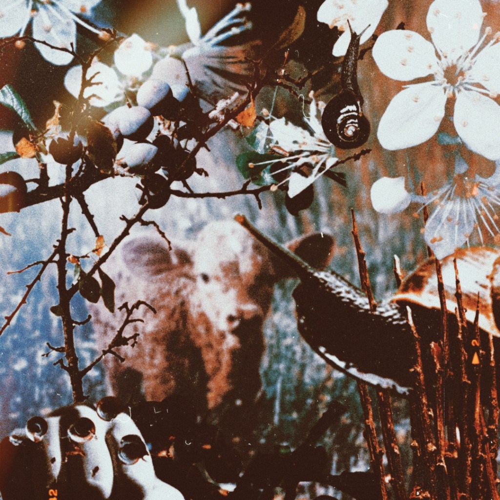 Relationships with Blackthorn in Irish Folk Medicine&nbsp;Tradition