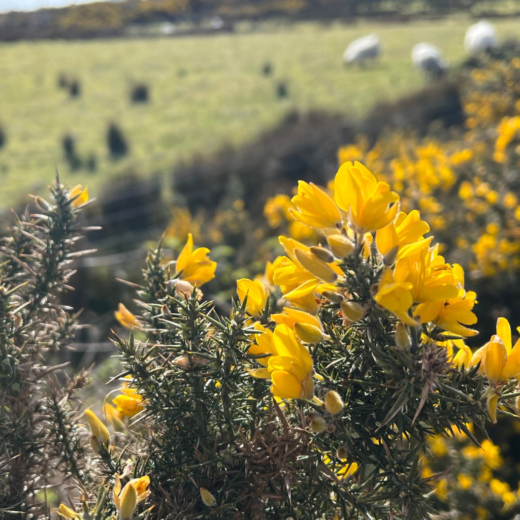 Tending the Wild – Cuid a&nbsp;Haon