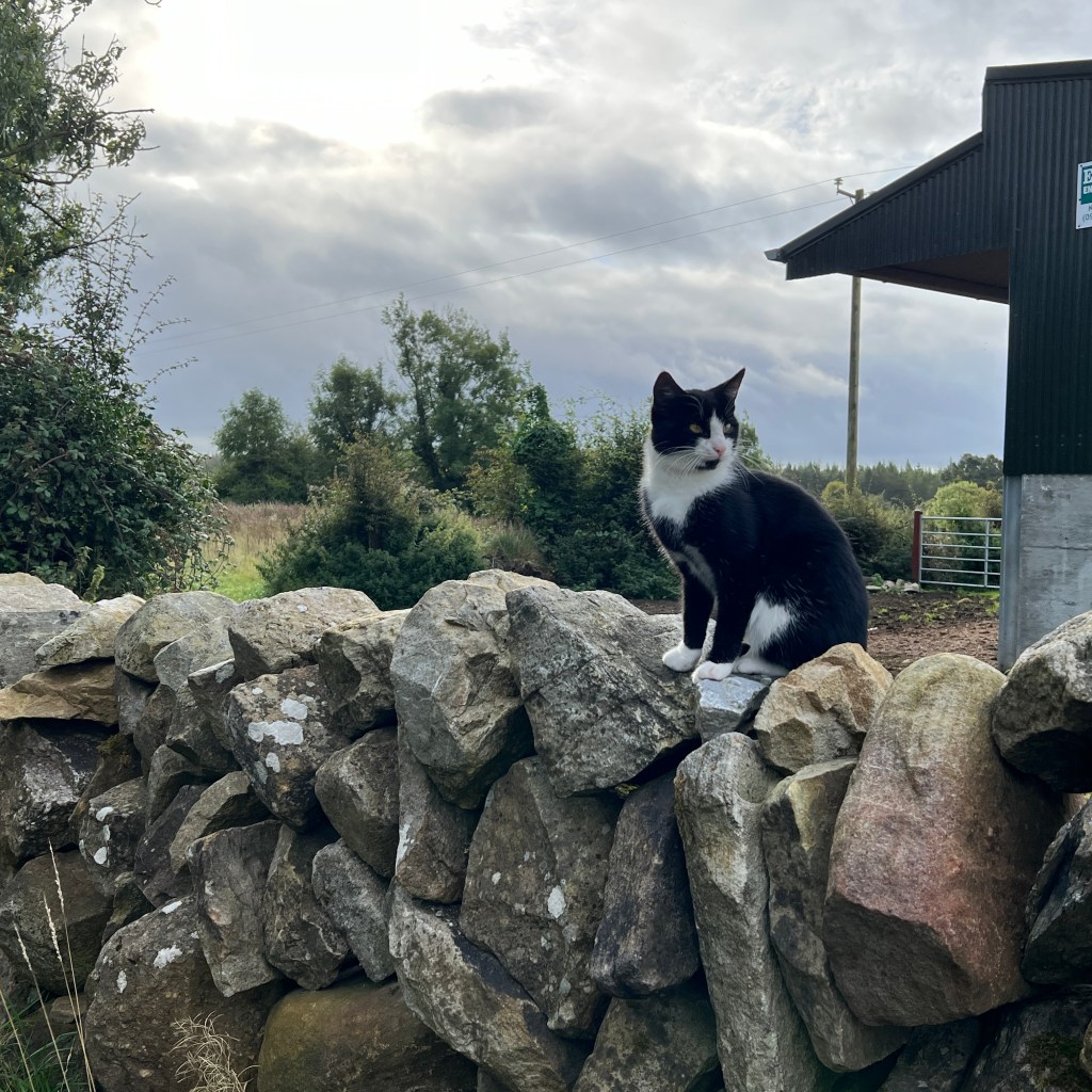 Living Traditions with @wildroutesireland ~ Day 5/6